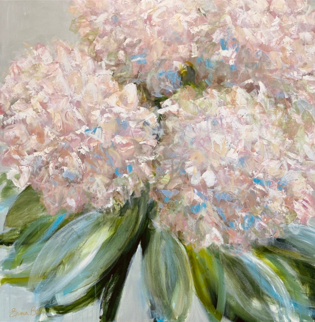 Pale Blush Hydrangeas